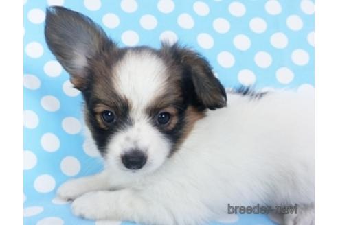 成約済の千葉県のパピヨン-151514の4枚目