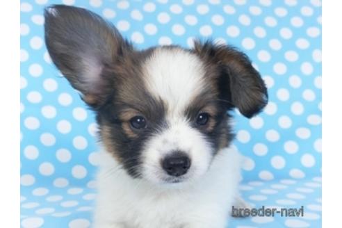 成約済の千葉県のパピヨン-151514の1枚目