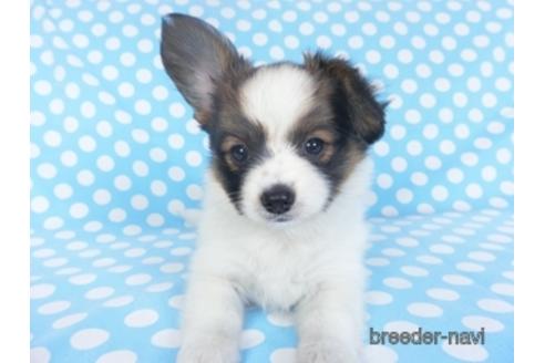 成約済の千葉県のパピヨン-151514の3枚目