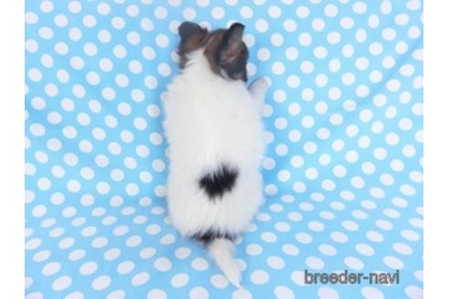 成約済の千葉県のパピヨン-151514の2枚目