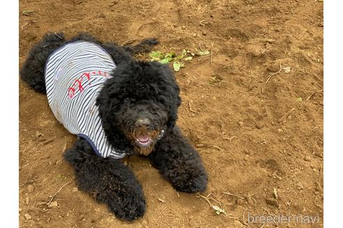 成約済の東京都のミックス犬-145921の10枚目