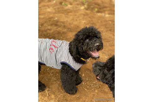 成約済の東京都のミックス犬-145921の8枚目