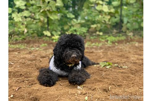 成約済の東京都のミックス犬-145921の9枚目