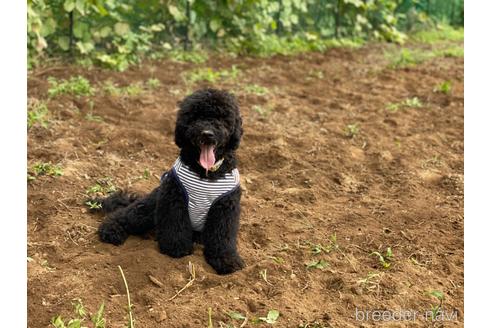 成約済の東京都のミックス犬-145921の6枚目
