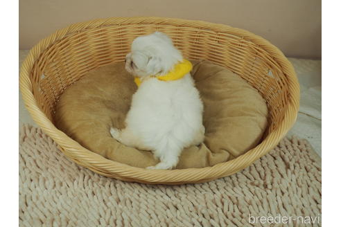 成約済の埼玉県のマルチーズ-150528の4枚目