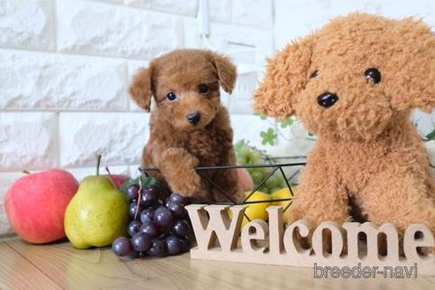 成約済の滋賀県のトイプードル-149560の1枚目