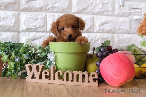 成約済の滋賀県のトイプードル-149560の5枚目