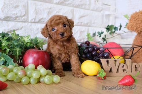 成約済の滋賀県のトイプードル-149560の3枚目