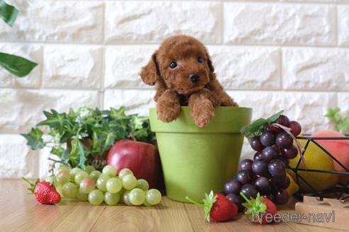 成約済の滋賀県のトイプードル-149560の2枚目