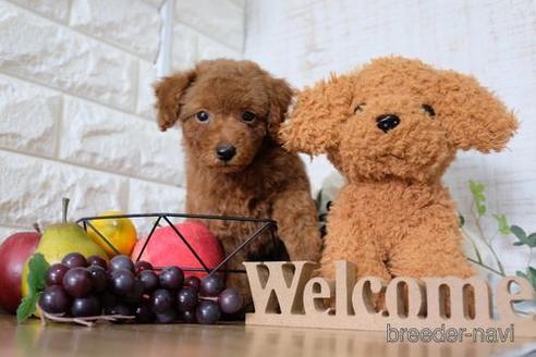 成約済の滋賀県のトイプードル-149563の1枚目