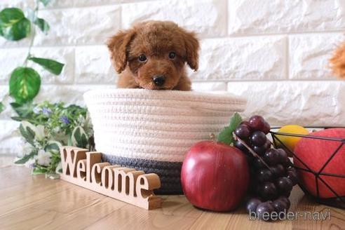 成約済の滋賀県のトイプードル-149563の5枚目