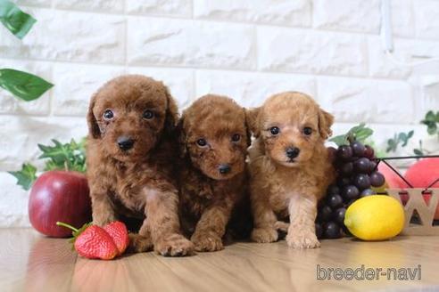 成約済の滋賀県のトイプードル-149563の4枚目