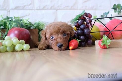 成約済の滋賀県のトイプードル-149563の3枚目