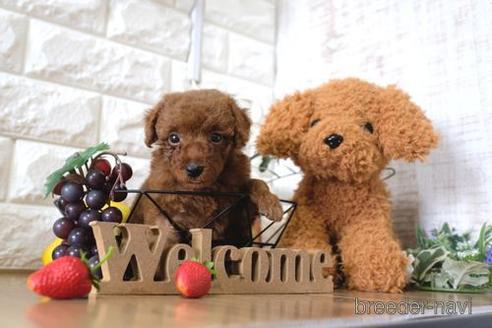 成約済の滋賀県のトイプードル-149563の2枚目