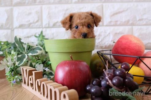 成約済の滋賀県のトイプードル-149566の1枚目