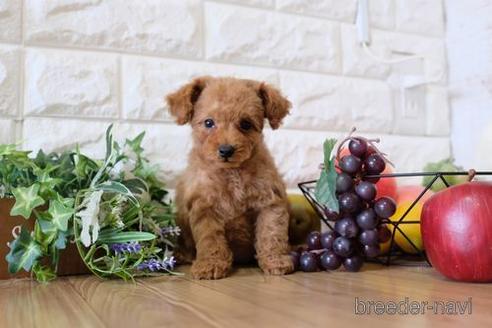 成約済の滋賀県のトイプードル-149566の5枚目