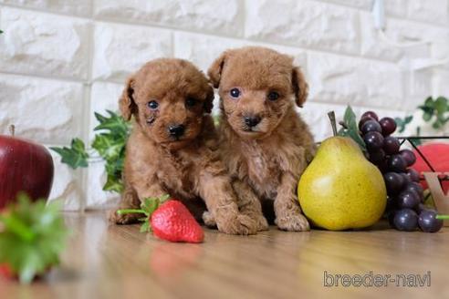 成約済の滋賀県のトイプードル-149566の4枚目