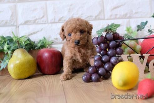 成約済の滋賀県のトイプードル-149566の3枚目