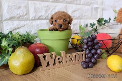 成約済の滋賀県のトイプードル-149566の2枚目