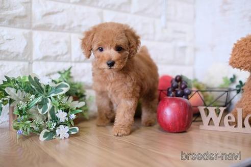 成約済の滋賀県のトイプードル-149579の1枚目