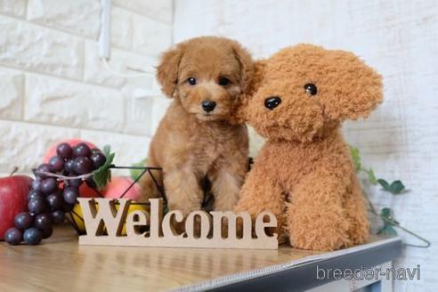 成約済の滋賀県のトイプードル-149579の5枚目