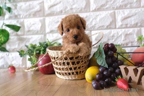 成約済の滋賀県のトイプードル-149579の3枚目