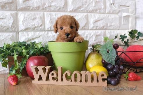 成約済の滋賀県のトイプードル-149579の2枚目