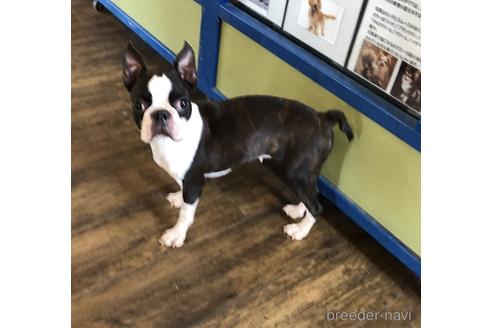 成約済の京都府のボストンテリア-151564