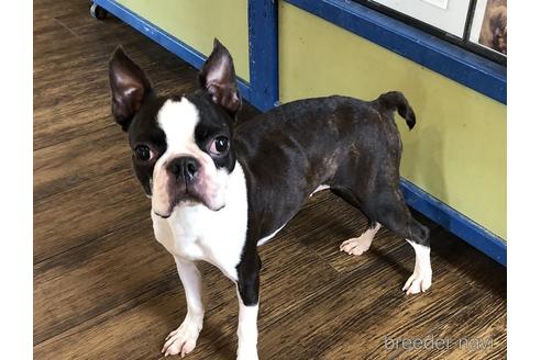 成約済の京都府のボストンテリア-151564の2枚目