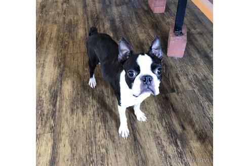 成約済の京都府のボストンテリア-151564の3枚目