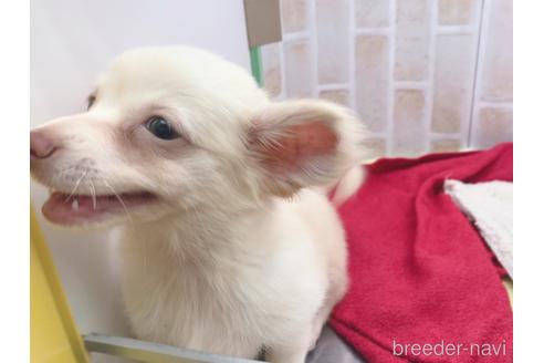 成約済の東京都のチワックス:チワワ×ミニチュアダックスフンド-150454の1枚目