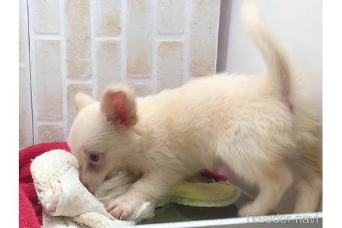 成約済の東京都のチワックス:チワワ×ミニチュアダックスフンド-150454の26枚目