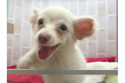 成約済の東京都のチワックス:チワワ×ミニチュアダックスフンド-150454の25枚目