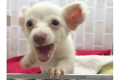 成約済の東京都のチワックス:チワワ×ミニチュアダックスフンド-150454の24枚目