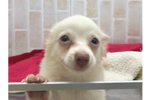 成約済の東京都のチワックス:チワワ×ミニチュアダックスフンド-150454の23枚目