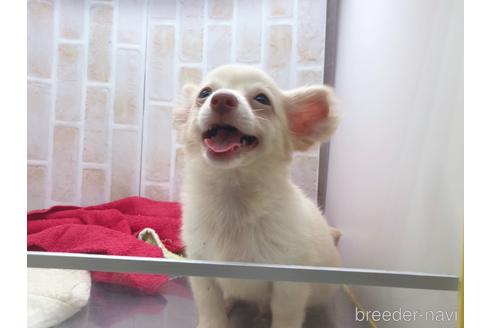 成約済の東京都のチワックス:チワワ×ミニチュアダックスフンド-150454の22枚目