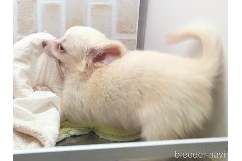 成約済の東京都のチワックス:チワワ×ミニチュアダックスフンド-150454の21枚目