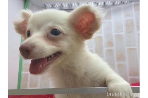 成約済の東京都のチワックス:チワワ×ミニチュアダックスフンド-150454の20枚目