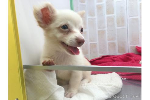 成約済の東京都のチワックス:チワワ×ミニチュアダックスフンド-150454の19枚目