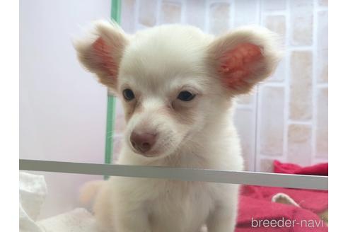 成約済の東京都のチワックス:チワワ×ミニチュアダックスフンド-150454の18枚目