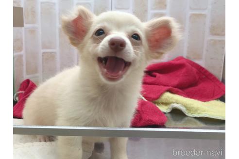 成約済の東京都のチワックス:チワワ×ミニチュアダックスフンド-150454の17枚目