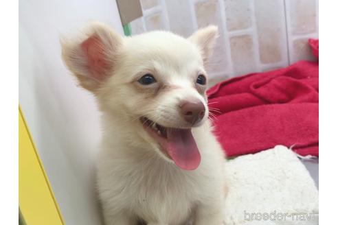 成約済の東京都のチワックス:チワワ×ミニチュアダックスフンド-150454の16枚目