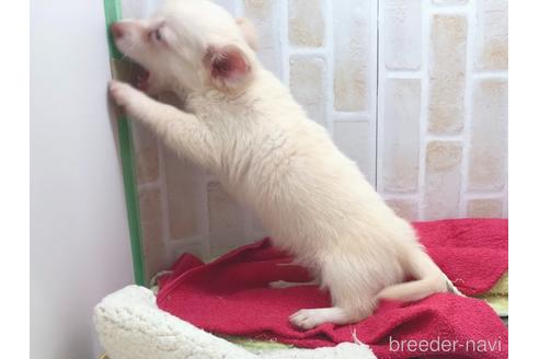 成約済の東京都のチワックス:チワワ×ミニチュアダックスフンド-150454の15枚目