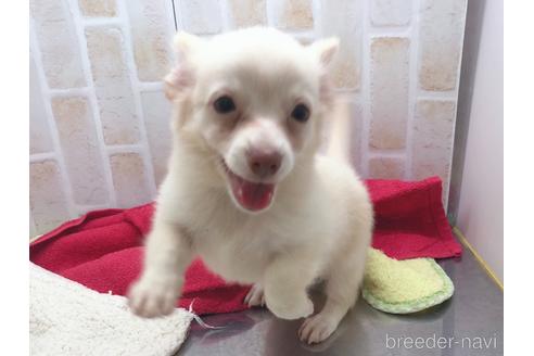 成約済の東京都のチワックス:チワワ×ミニチュアダックスフンド-150454の11枚目