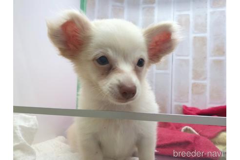 成約済の東京都のチワックス:チワワ×ミニチュアダックスフンド-150454の14枚目