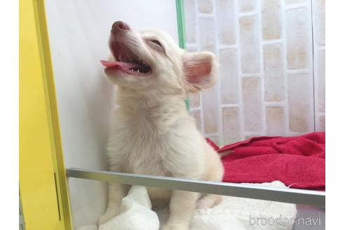 成約済の東京都のチワックス:チワワ×ミニチュアダックスフンド-150454の13枚目