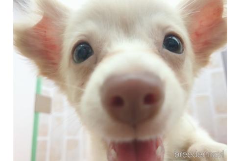 成約済の東京都のチワックス:チワワ×ミニチュアダックスフンド-150454の12枚目