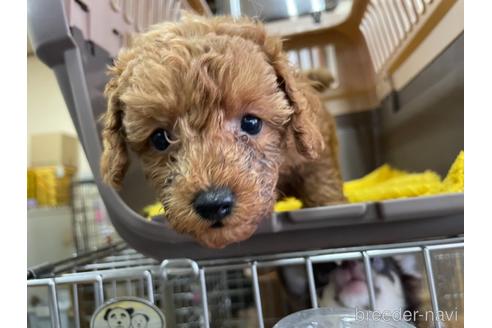 成約済の愛媛県のタイニープードル-151594