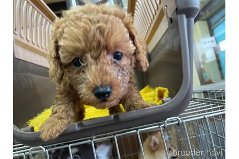 成約済の愛媛県のタイニープードル-151594の2枚目