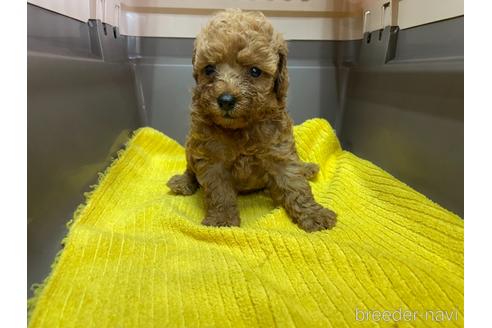 成約済の愛媛県のタイニープードル-151594の4枚目